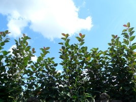 Szkółka drzewek owocowych jabłonie grusze śliwy wiśnie czereśnie, morele, brzoskwinie